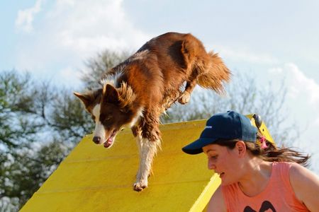 Dog Survival Run (Challenge Run)