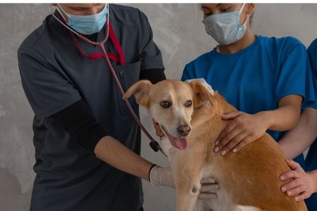 Atelier premiers secours pour chiens