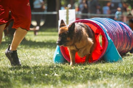 Dog Survival Run (Family Run)
