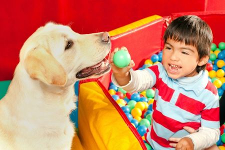 À la rencontre des chiens de thérapie