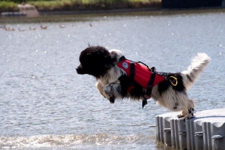 Chiens sauveteurs