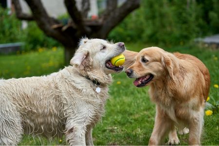 Inauguration parc canin