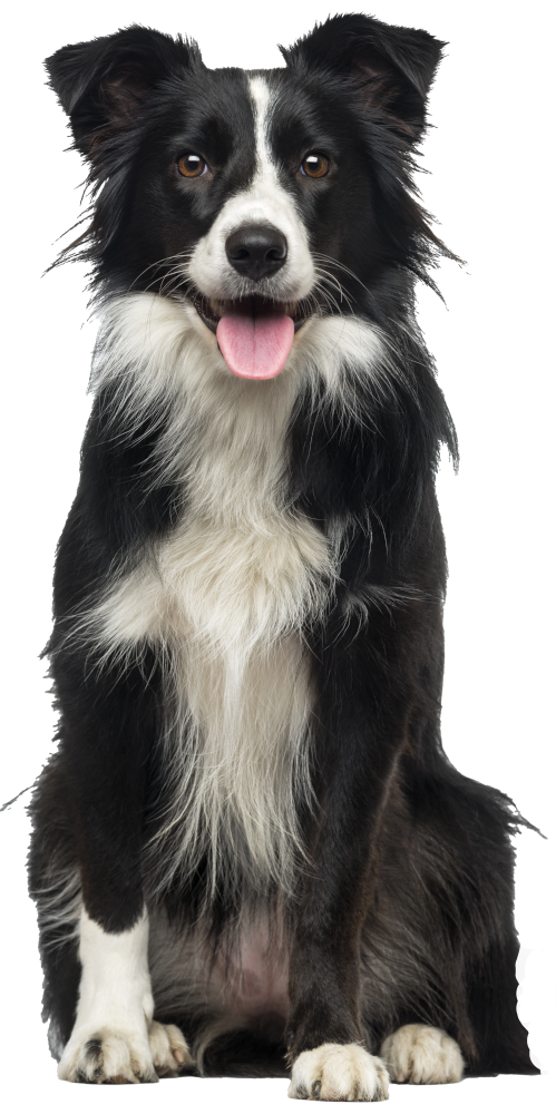 Chien